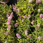  Budleja Dávidova (Buddleja Davidii) ‘LITTLE PINK BUTTERFLY CANDY’® - výška 15-25 cm, kont. C2L 